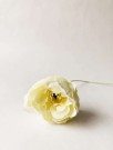 Peon 50 cm crem thumbnail