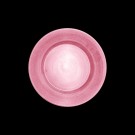 Rosa thumbnail
