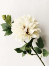 Dahlia støvet creme 66cm thumbnail
