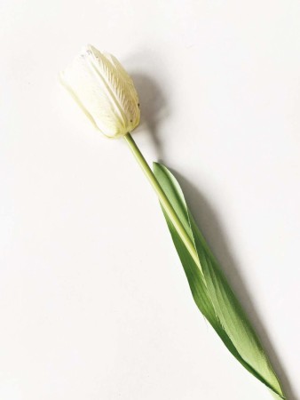 Tulipan hvit 48 cm