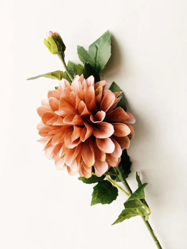 Dahlia støvet rosa 66cm