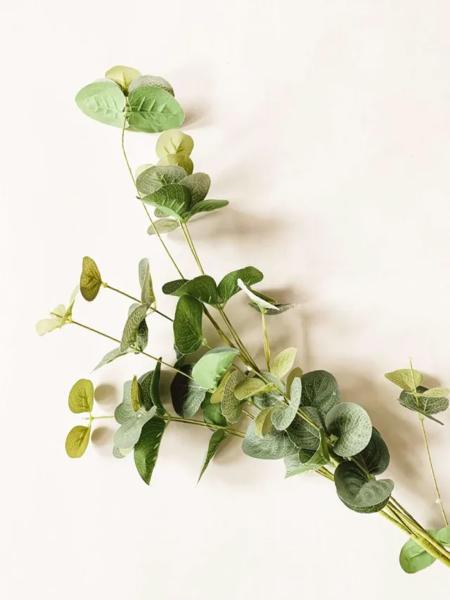Gren eucalyptus 84 